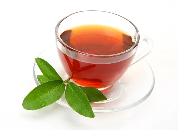 Чай и зеленый лист — стоковое фото
