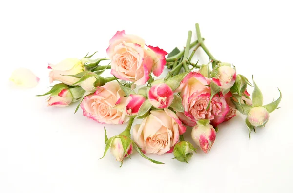 Прекрасные розы — стоковое фото