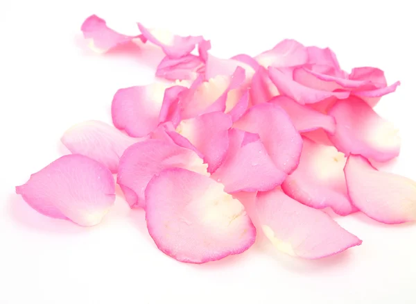 Petals of roses — Stock Photo, Image