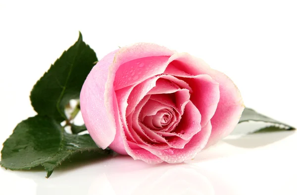 Rosas finas — Fotografia de Stock