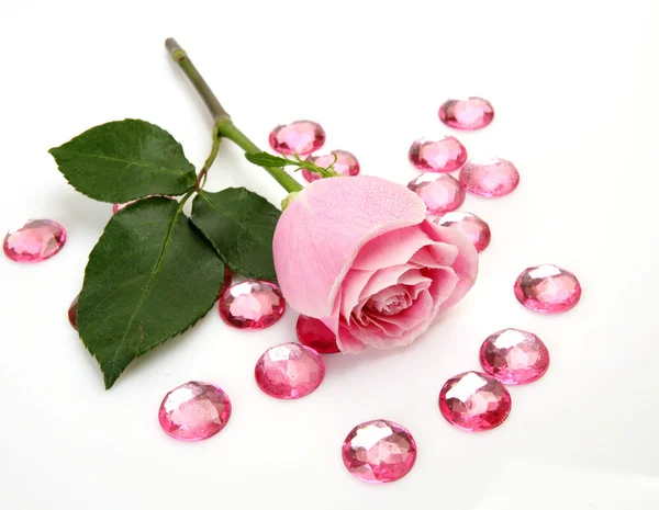 Różowa róża Zdjęcie Stockowe
