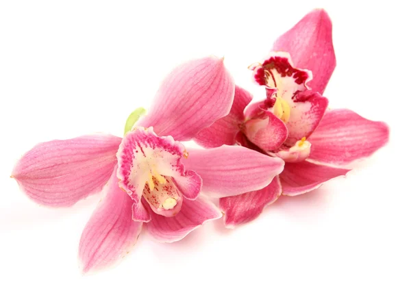 Fina orkidéer — Stockfoto