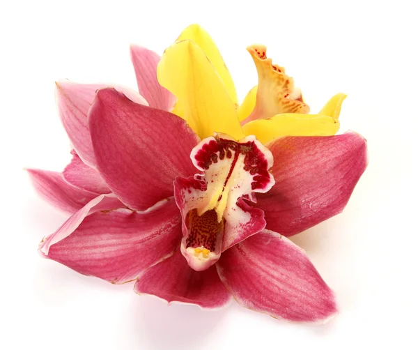 Jemné orchideje — Stock fotografie