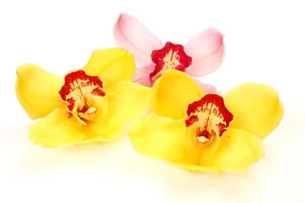 Прекрасные орхидеи — стоковое фото