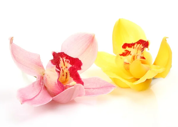 Fina orkidéer — Stockfoto
