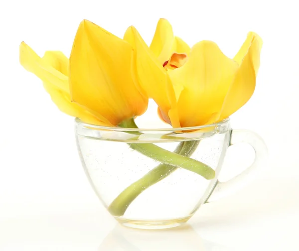 Yellow orchids in a mug — Stock Photo, Image