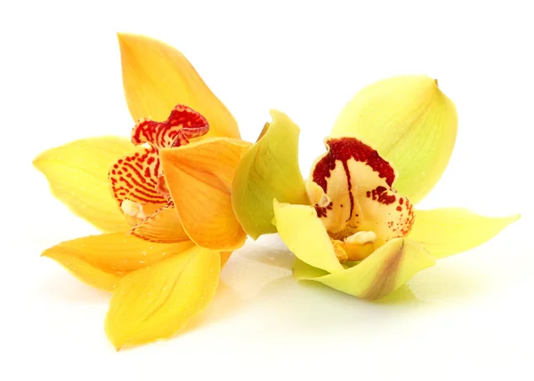 黄色的兰花 — 图库照片