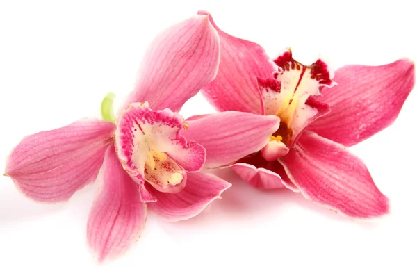 Orquídeas finas — Foto de Stock
