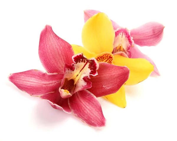Fine orchids — Stock Photo, Image