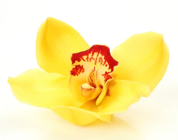 Dobrze orchidea Obraz Stockowy
