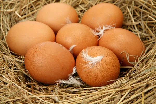 Huevos en un gato — Foto de Stock