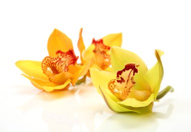 güzel orkide