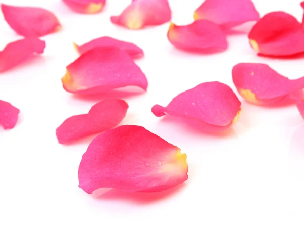 Rózsaszirmok — Stock Fotó