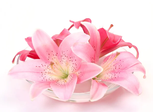 Roze lelies — Stockfoto