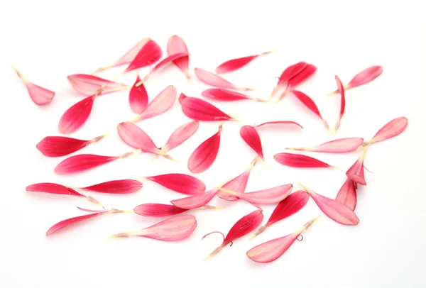 Petals on a white background — Stock Photo, Image