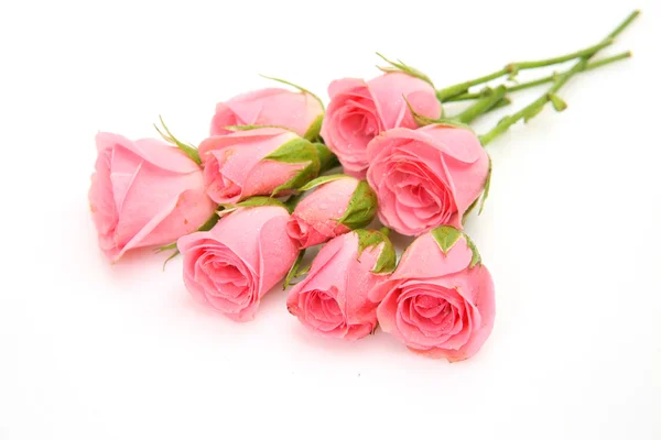 Fine roses Royalty Free Stock Images