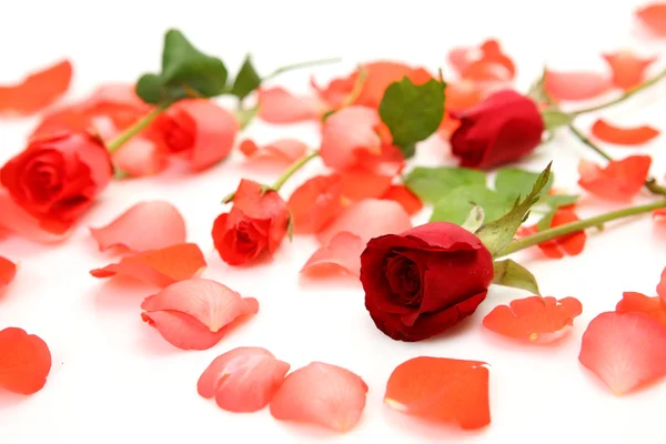 Jemné růže — Stock fotografie