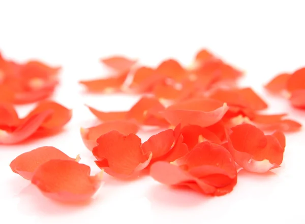 Petals of roses Royalty Free Stock Images