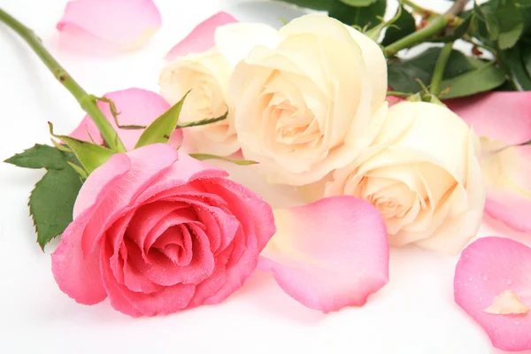 Fine rose — Stock Photo, Image