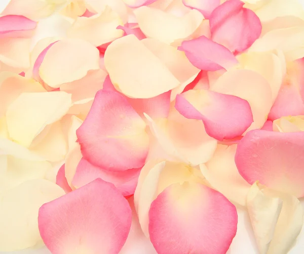 Pétalas de rosas — Fotografia de Stock