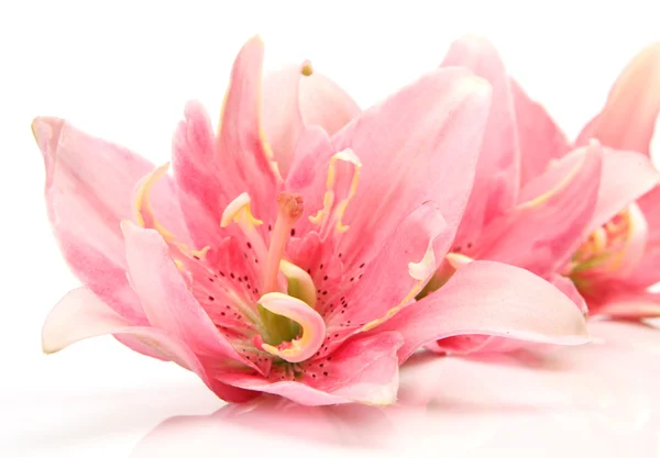 Rózsaszín liliom — Stock Fotó