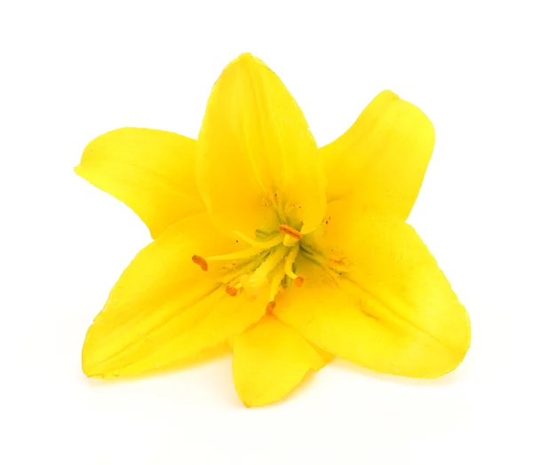 Żółta lilia Obraz Stockowy