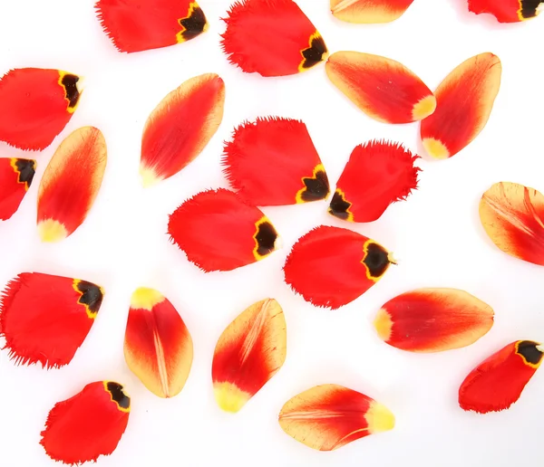 Kronblad av tulpaner — Stockfoto