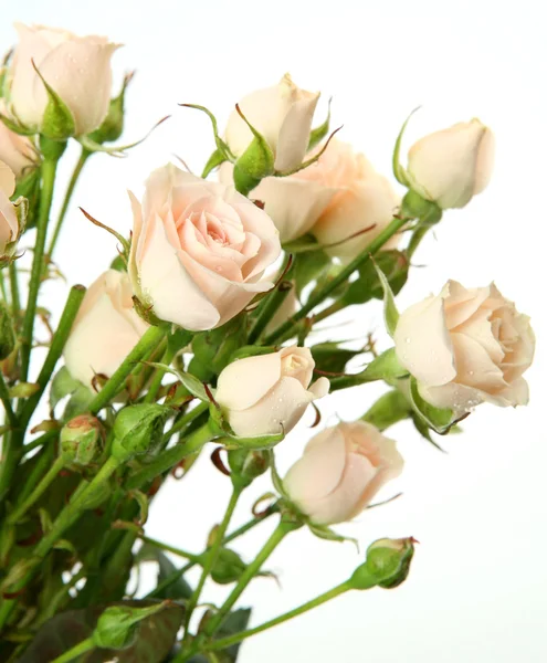 Jemné růže — Stock fotografie