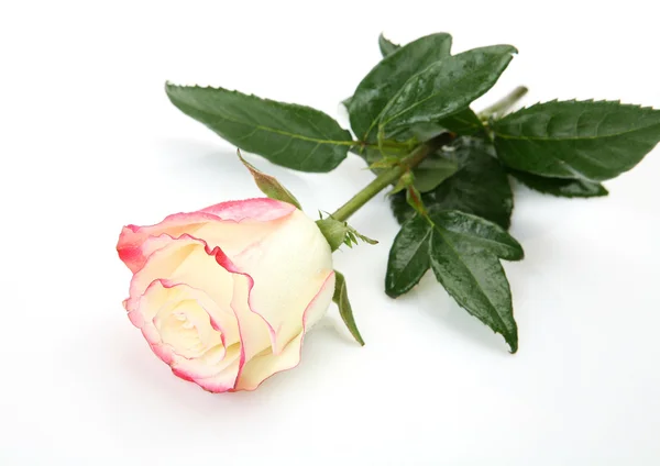 Πρόστιμο τριαντάφυλλο — Φωτογραφία Αρχείου