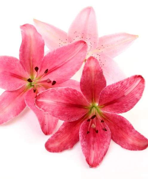 핑크 백합 — 스톡 사진