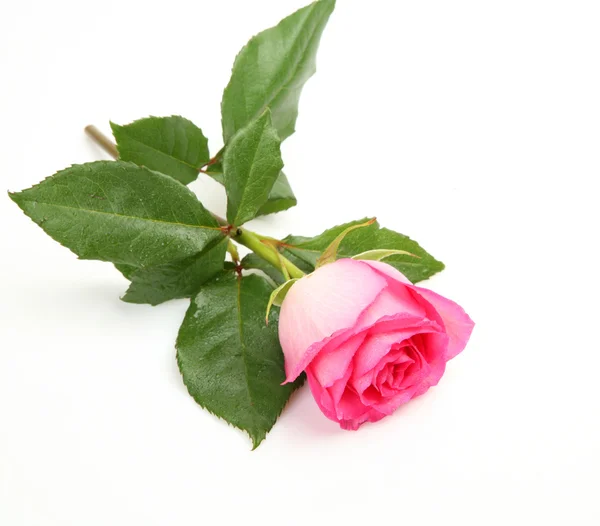 Rosa rose – stockfoto