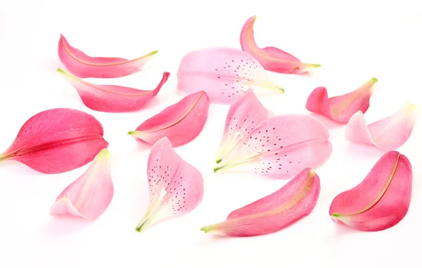 Kronblad på en lilja — Stockfoto