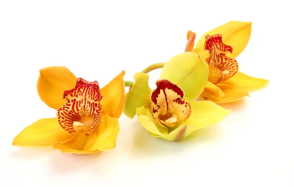 Gul orkidéer — Stockfoto