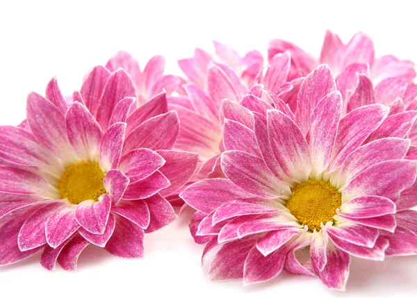 Rózsaszín virágok Jogdíjmentes Stock Képek