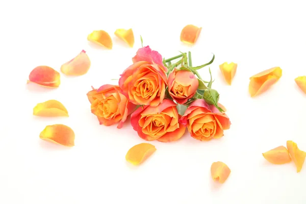 Rosas finas — Foto de Stock