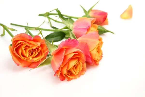 Fine roses — Stock Photo, Image
