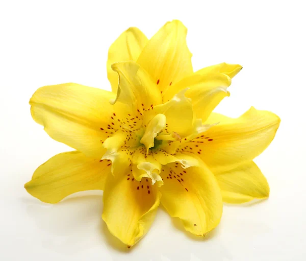 Желтая лилия — стоковое фото