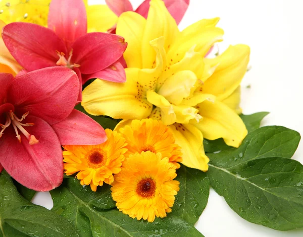 Barva lilie — Stock fotografie