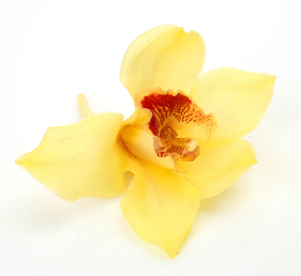 노란 난초 — 스톡 사진