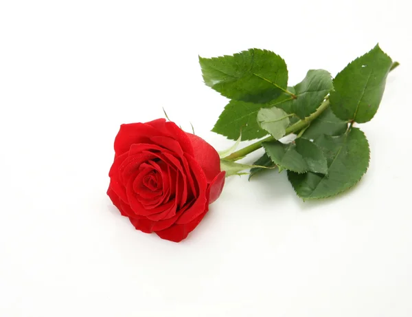 Dobrze róża — Zdjęcie stockowe