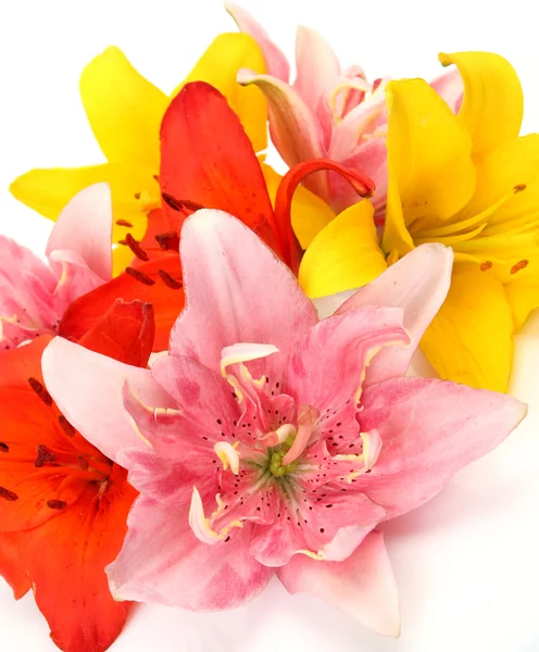 Fine lilies — Stock Photo, Image