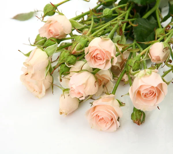 ดอกกุหลาบละเอียด — ภาพถ่ายสต็อก
