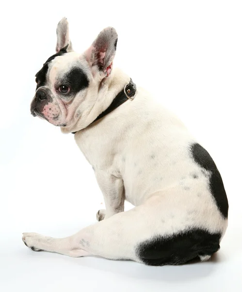 Den franska bulldoggen — Stockfoto
