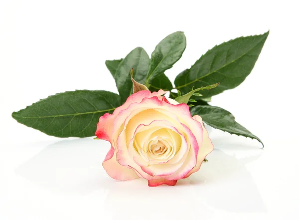 Rose sur fond blanc — Photo