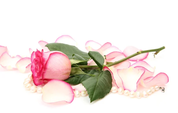 薔薇と真珠 — ストック写真