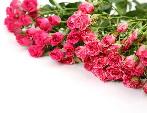 ดอกกุหลาบสีชมพู — ภาพถ่ายสต็อก