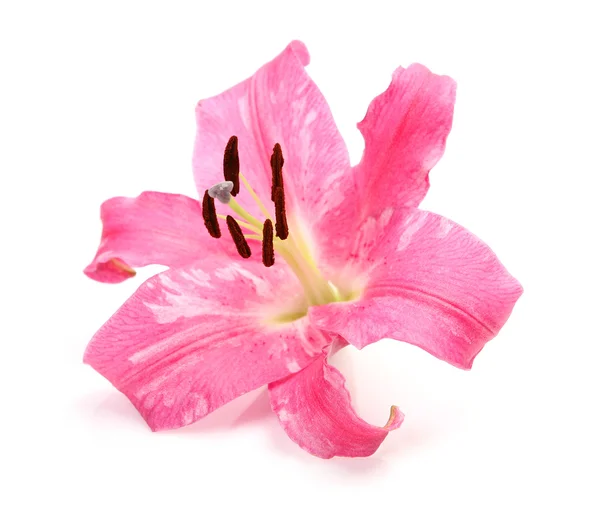 Rózsaszín Lily Stock Kép
