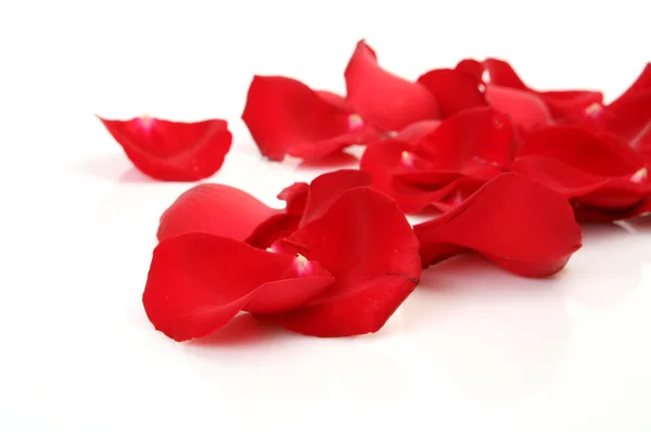 Petals of roses — Stock Photo, Image