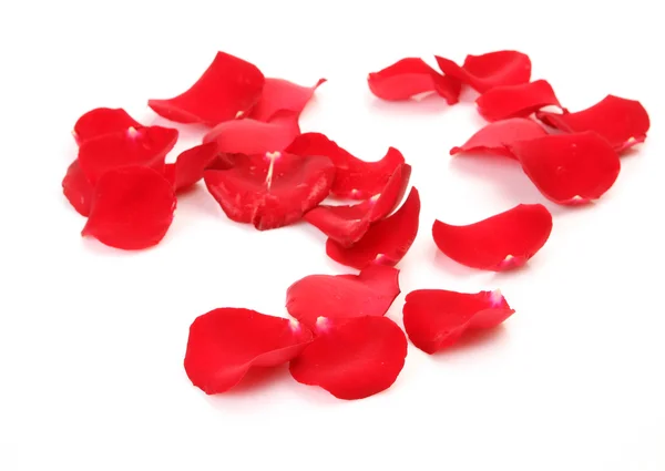 Petals of roses — Stock Photo, Image