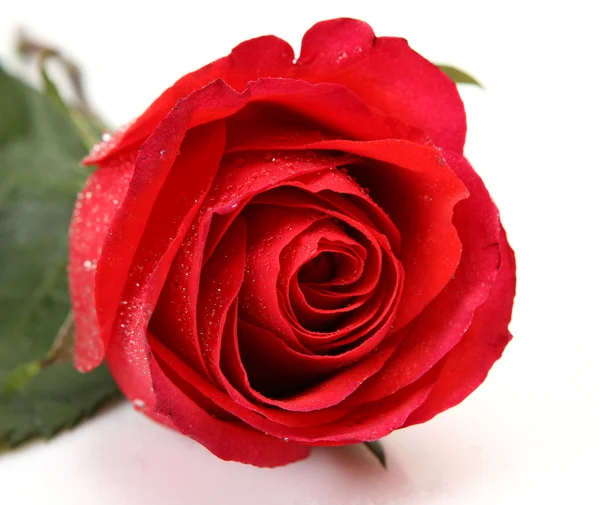 Прекрасная роза — стоковое фото